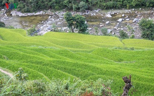 Terraced paddy fields in Tung San Commune - ảnh 11